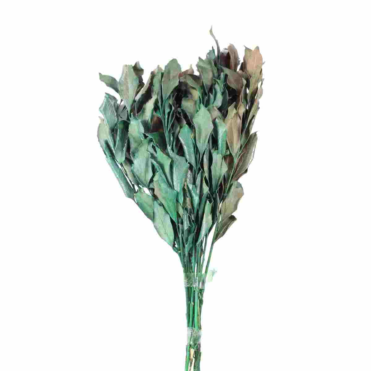 Planta Seca Carne de Vaca Verde 50cm