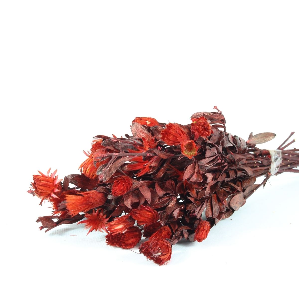 Planta Seca Arapurama Desidratada Vermelho