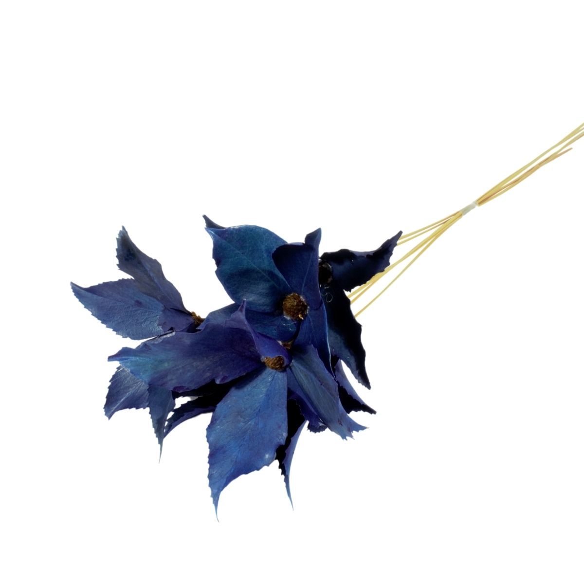 Planta Seca Flor de Carne de Vaca Azul 60cm