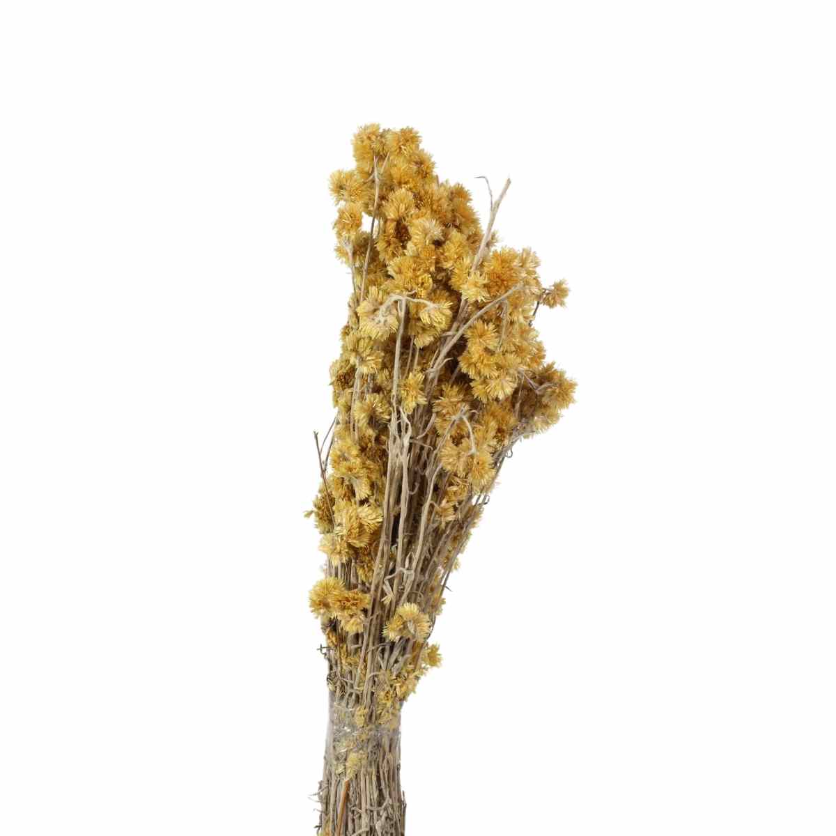 Marcela Amarela Natural Desidratado