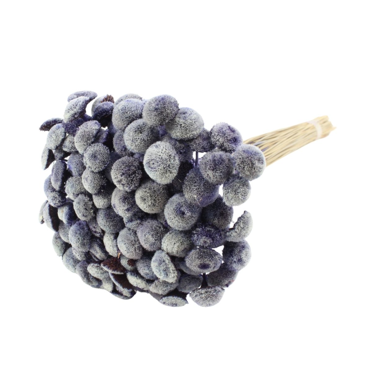 Planta Seca Botão Branco Desidratado Lilás