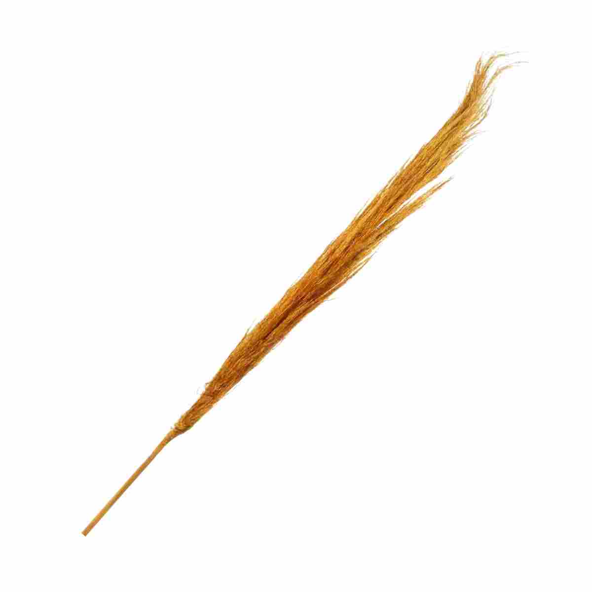 Capim Dos Pampas Laranja