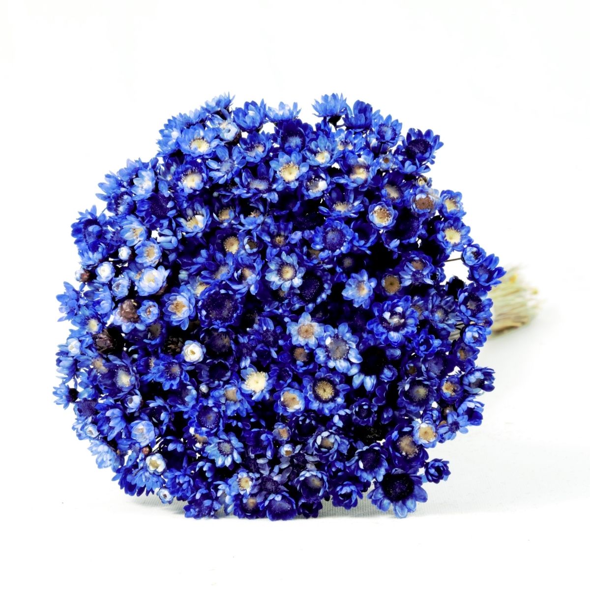 Planta Seca Sempre Viva Roxa Desidratrada