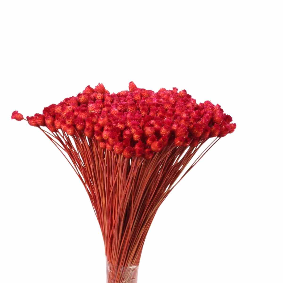 Planta Seca Botão Jazida Desidratado Vermelho