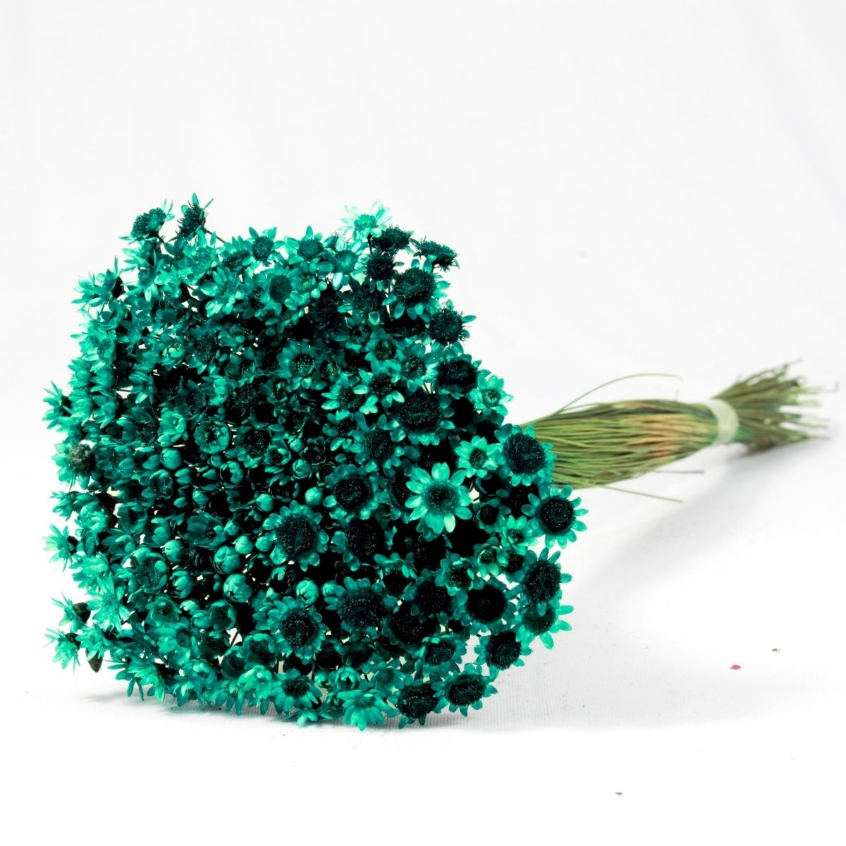 Planta Seca Sempre Viva Verde