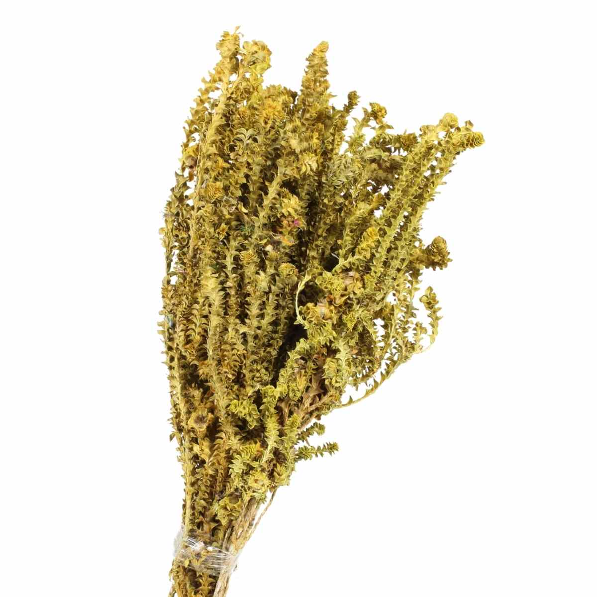 Samambaia Verde e Amarelo Natural Desidratado