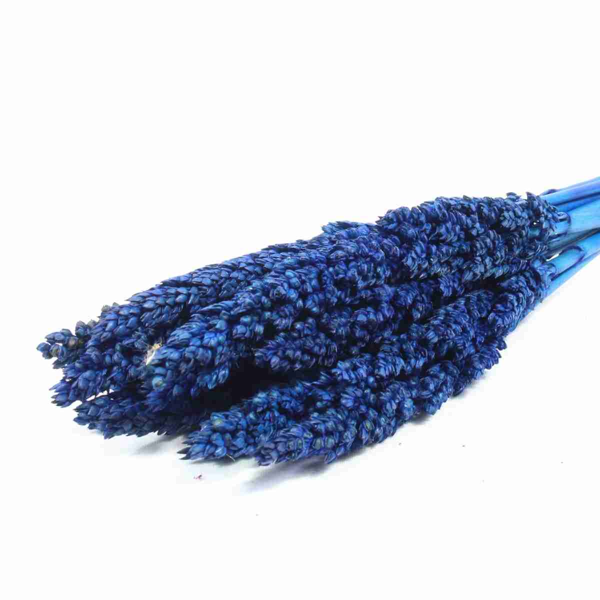 Planta Seca Sorgo Azul 60cm