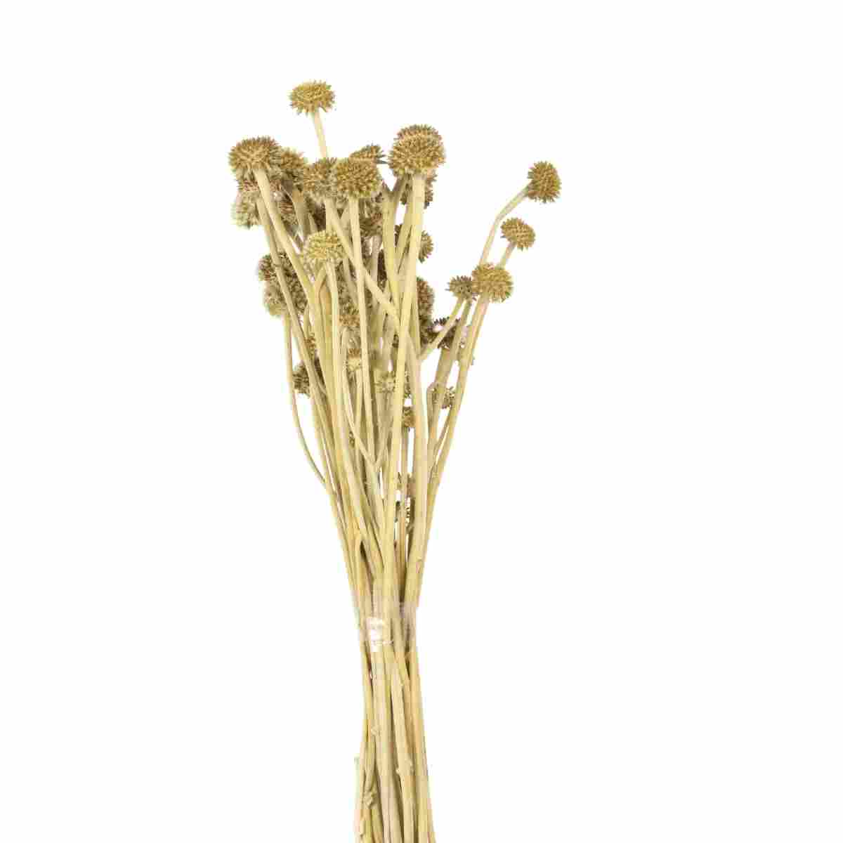 Planta Seca Chapeu de Couro Verde 50cm