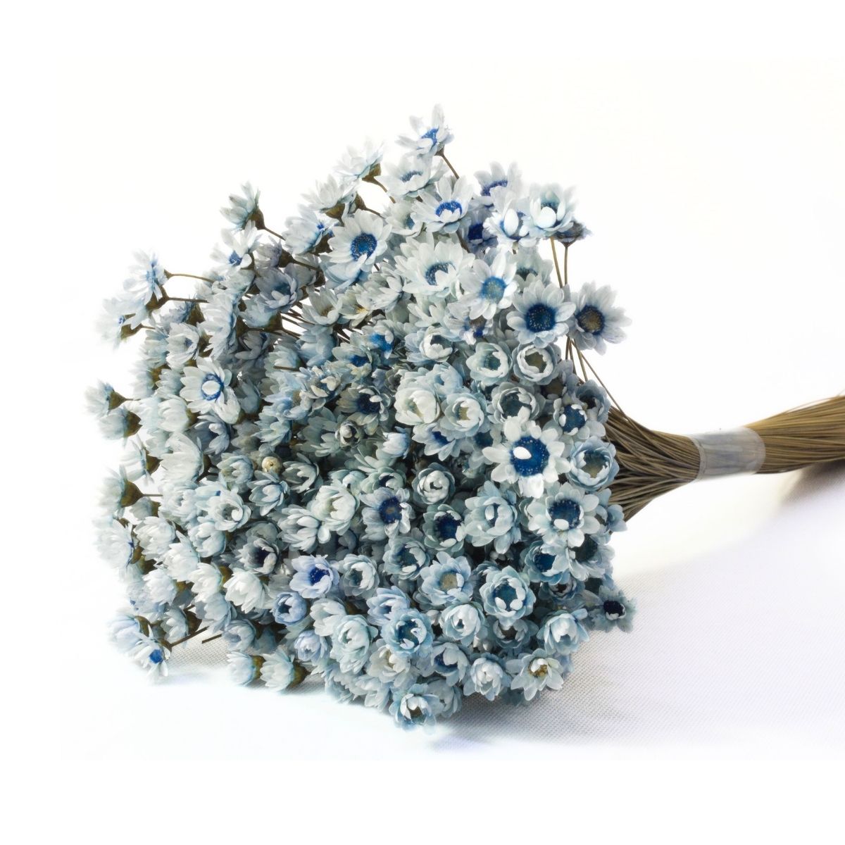 Planta Seca Sempre Viva Azul Bebê