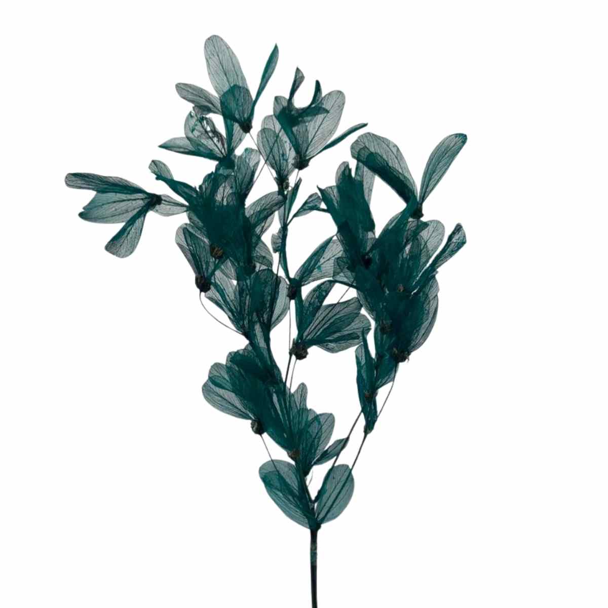 Planta Seca Folha Cabo Verde Esquelatizada Verde 50cm