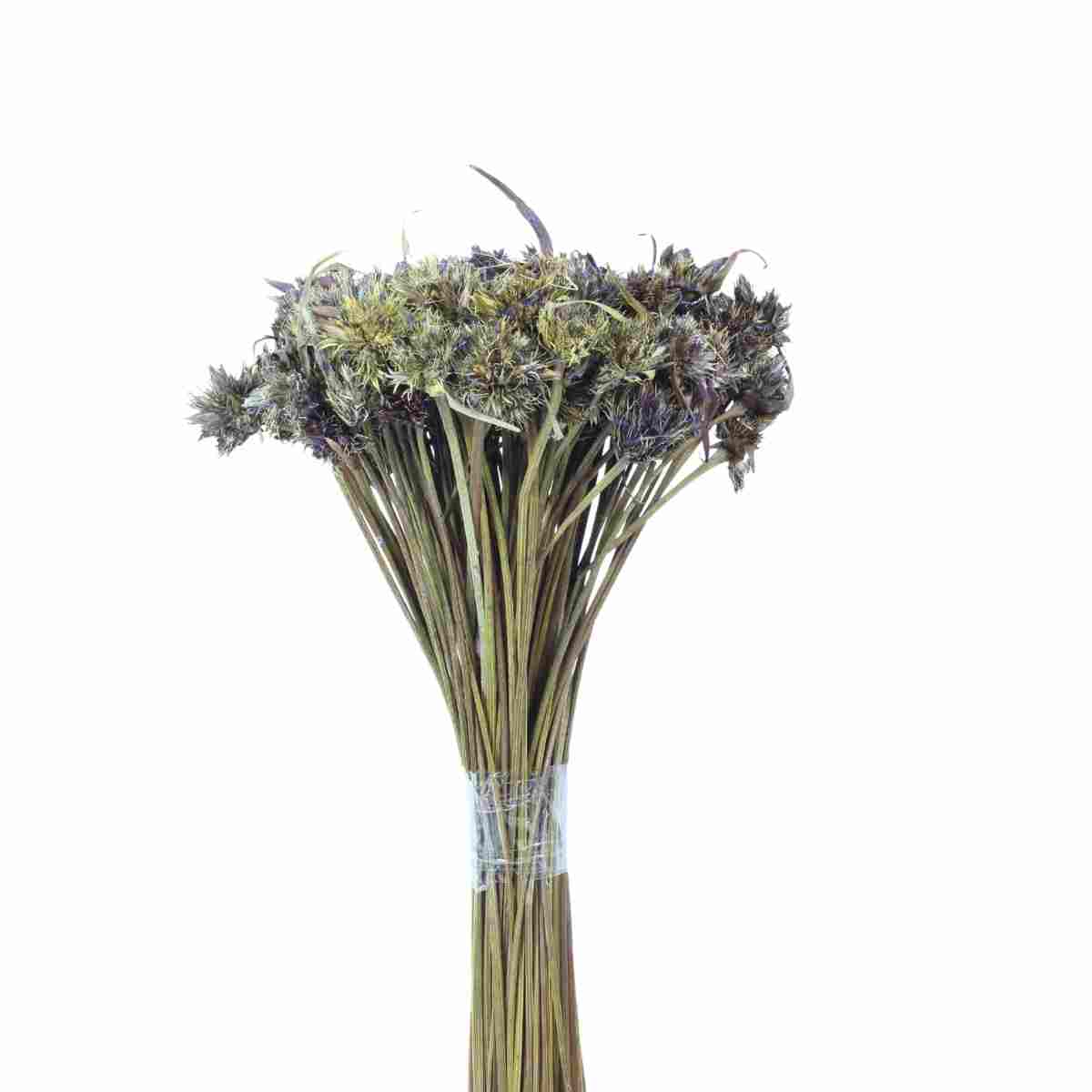 Cebolão Lilás Desidratado