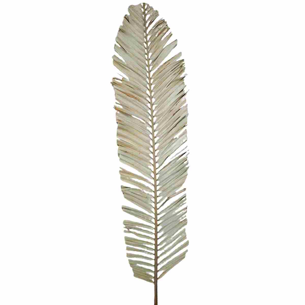 Planta Seca Palmeira Leque 70cm