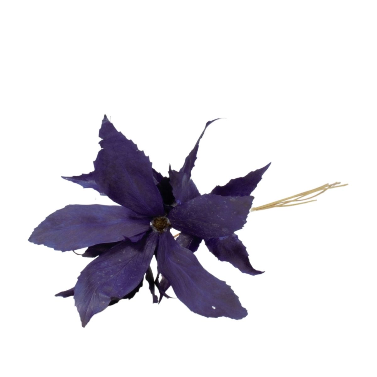 Planta Seca Flor de Carne de Vaca Roxa 60cm