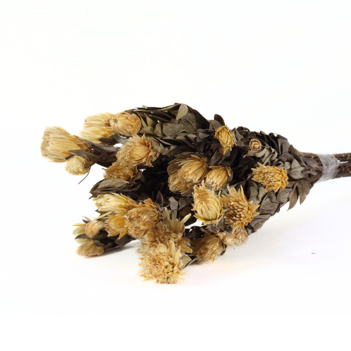 Planta Seca Arapurama Desidratada Natural