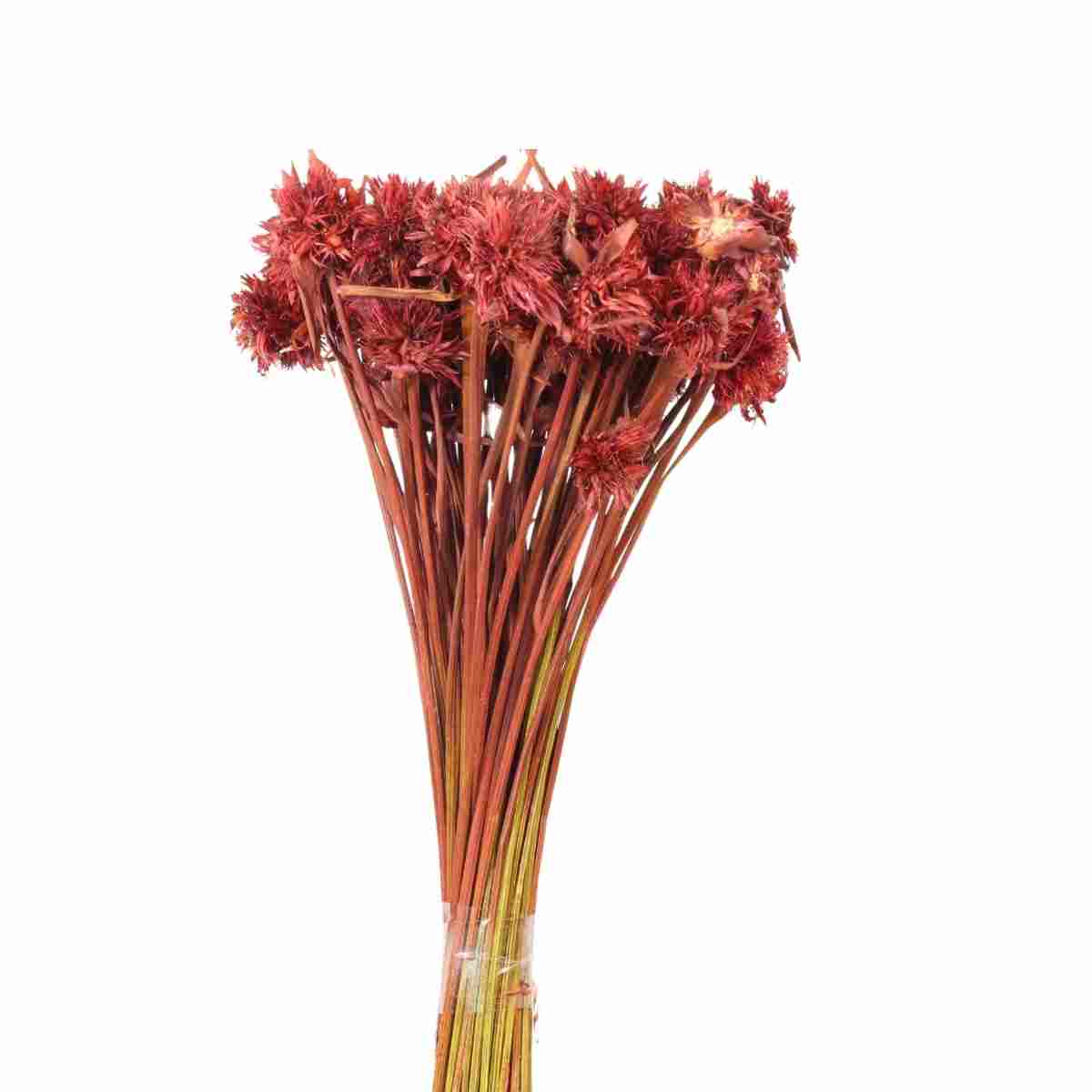 Cebolão Vermelho Desidratado