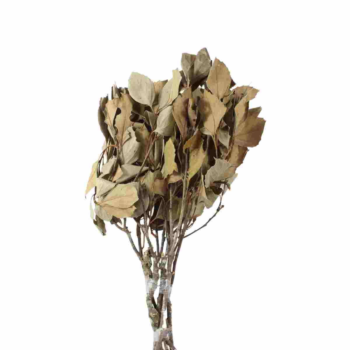 Planta Seca Carne de Vaca Natural 50cm