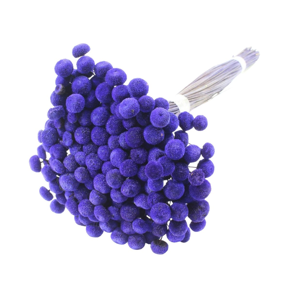 Planta Seca Botão Branco Desidratado Azul