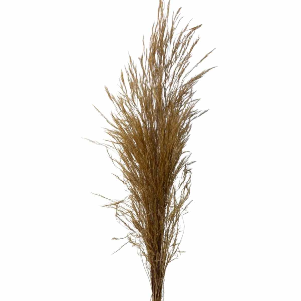 Capim Louro Desidratado