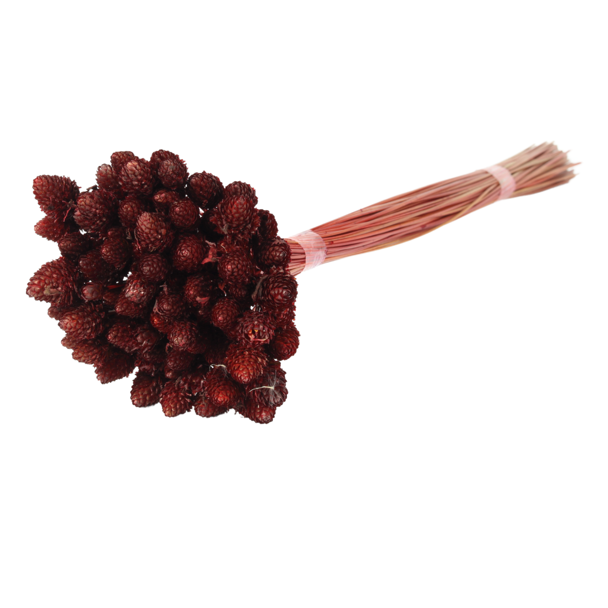 Planta Seca Botão Pimentinha  Vermelho