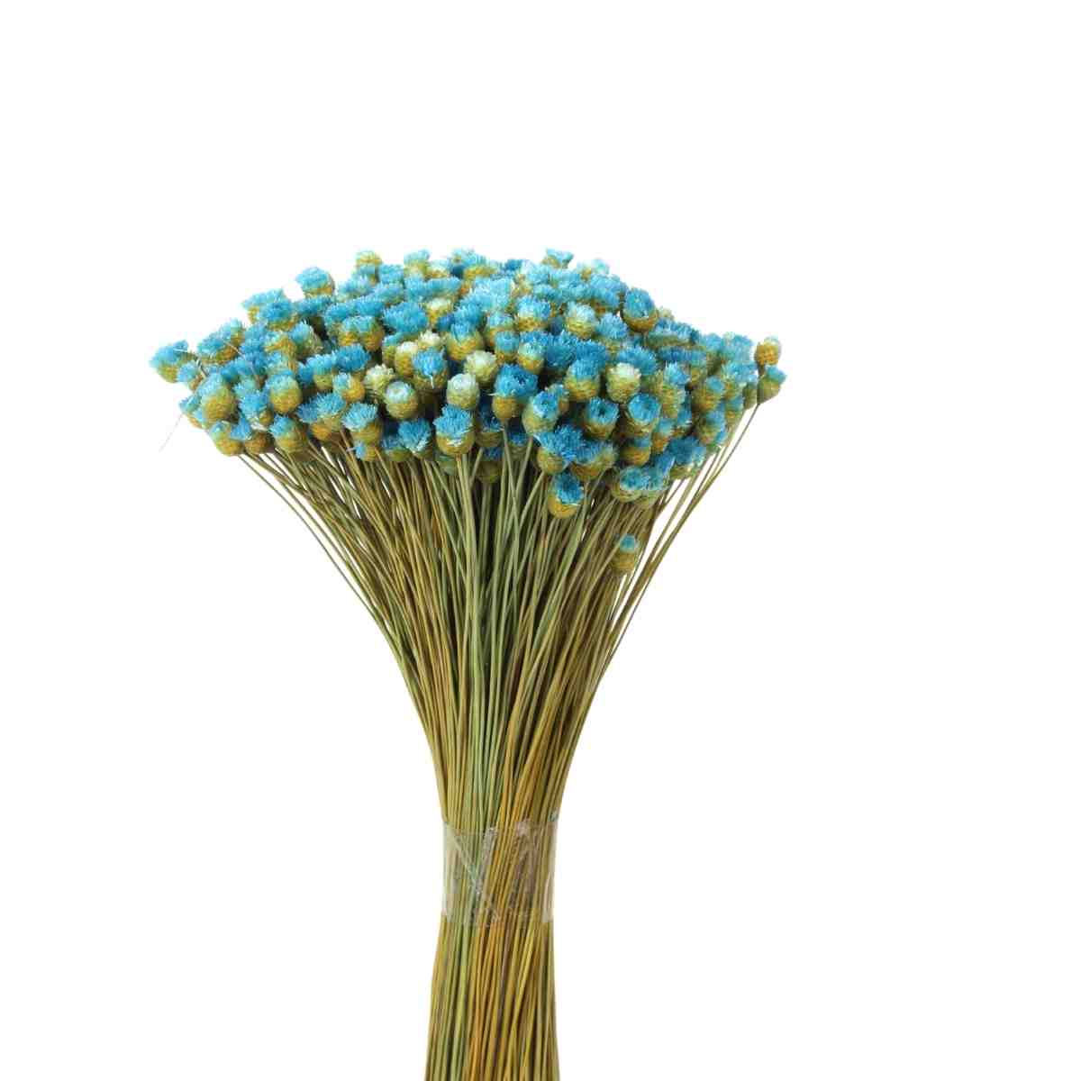 Planta Seca Botão Jazida Desidratado Azul