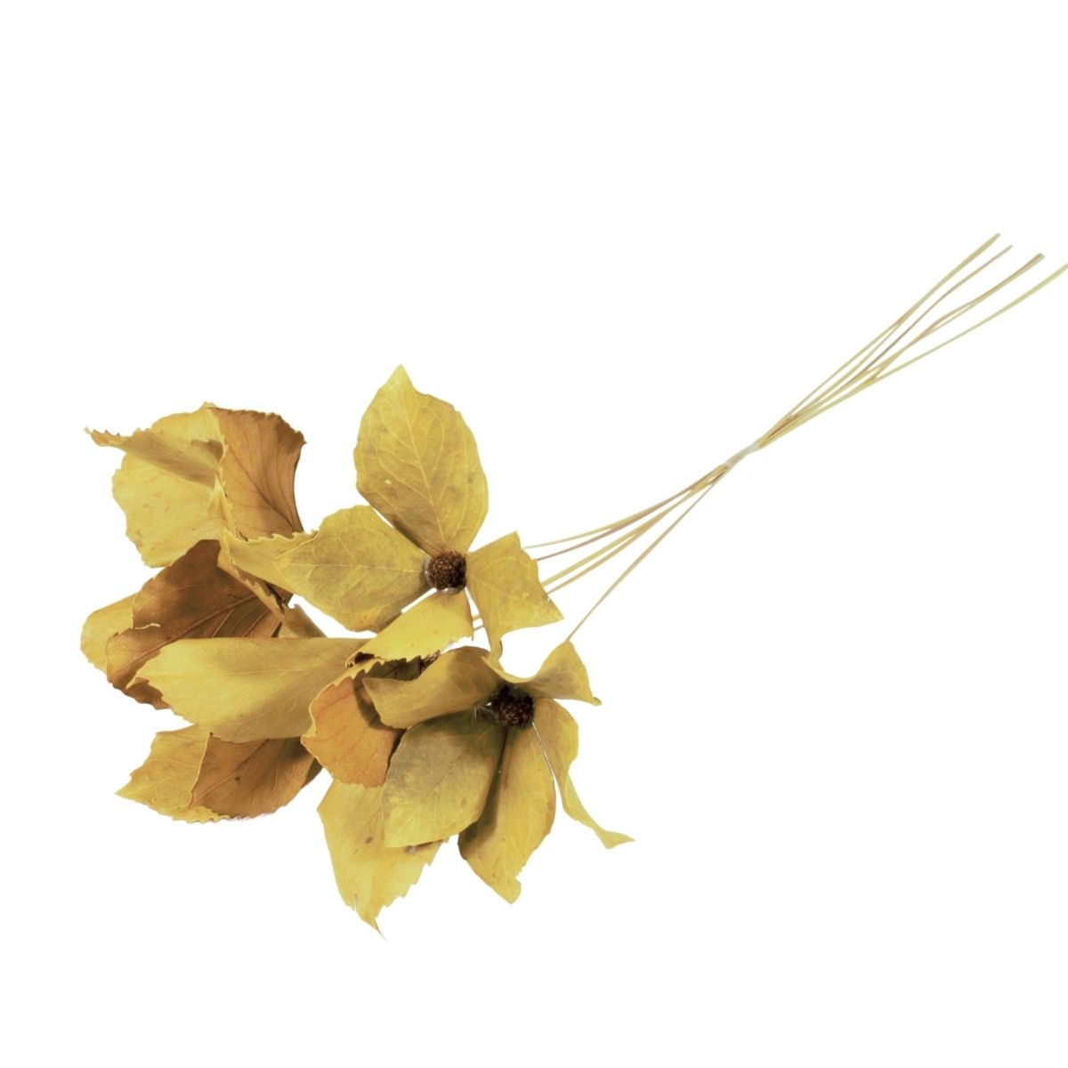 Planta Seca Flor de Carne de Vaca Amarela 60cm