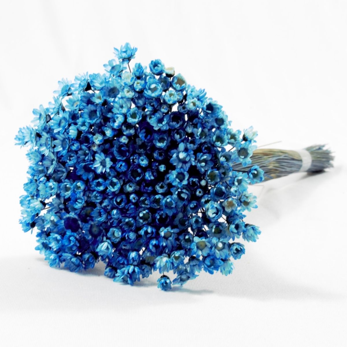 Planta Seca Sempre Viva Azul