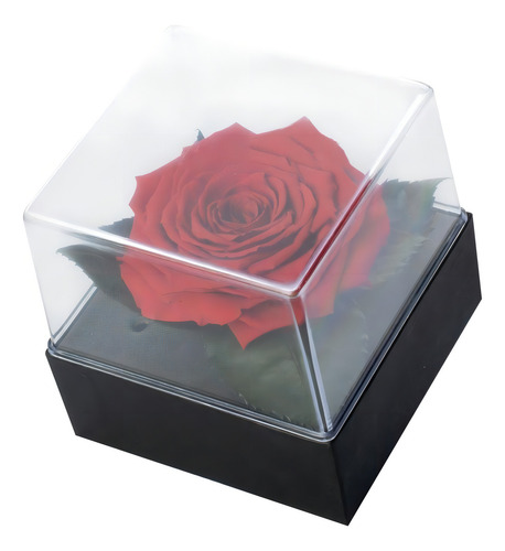 Rosa Encantada Preservada Vermelha Presente caixa Acrilica