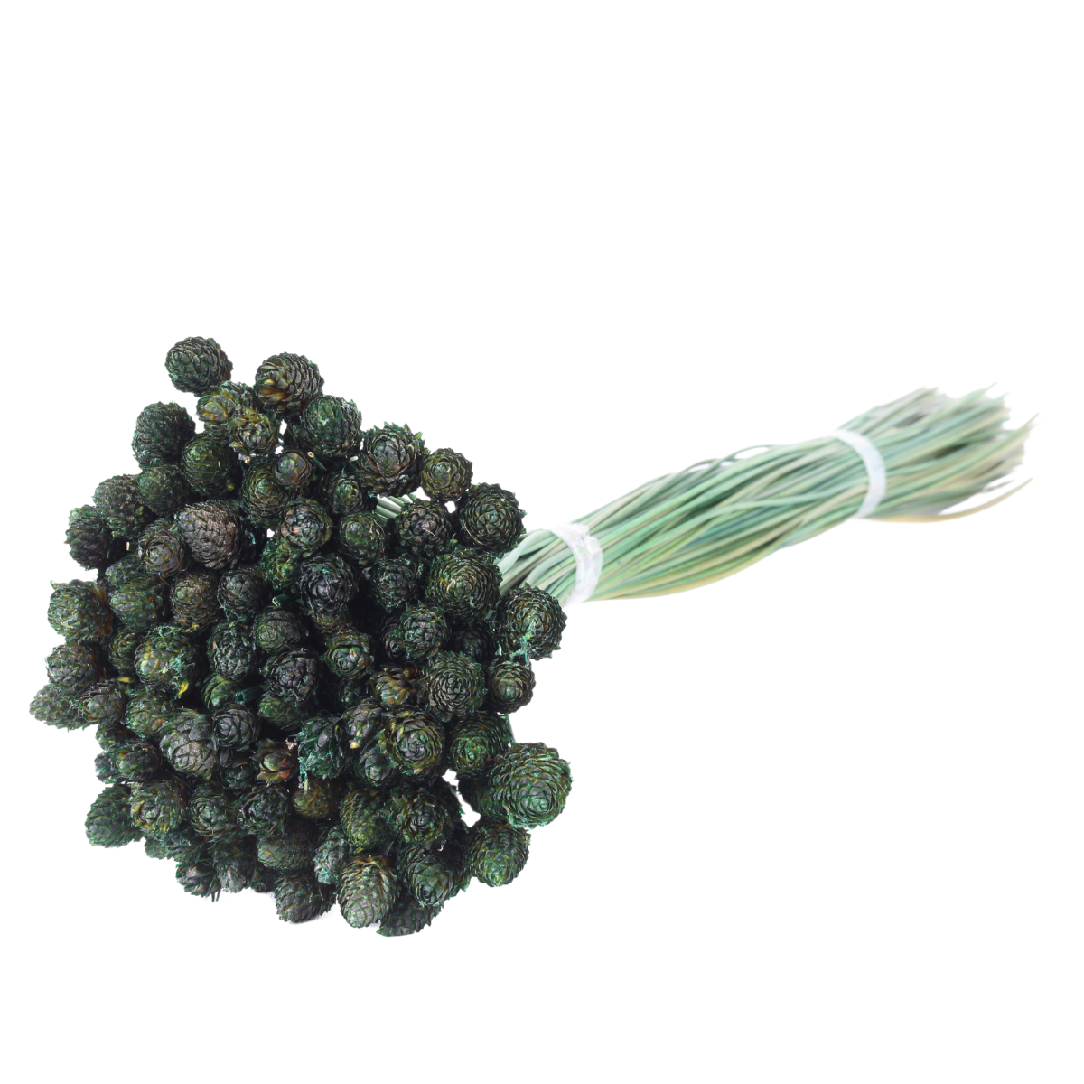 Planta Seca Botão Pimentinha Verde