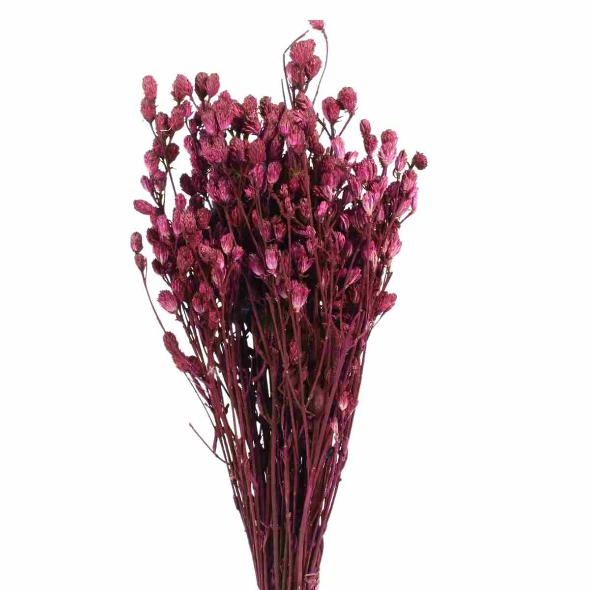 Planta Seca Ramo Roxo Rosa 50cm
