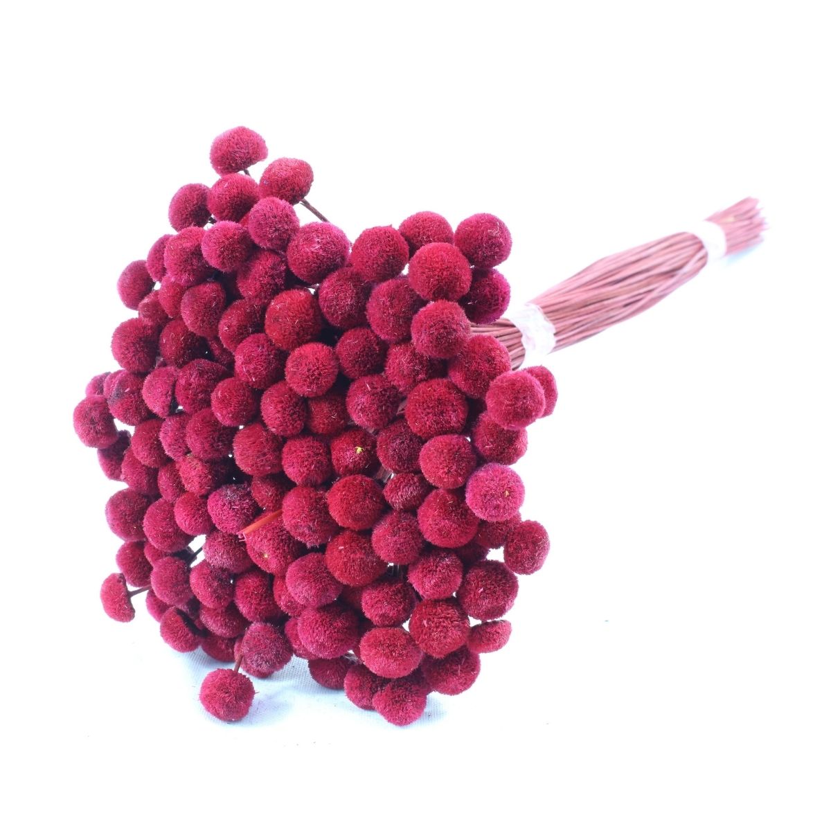 Planta Seca Botão Branco Desidratado Vermelho