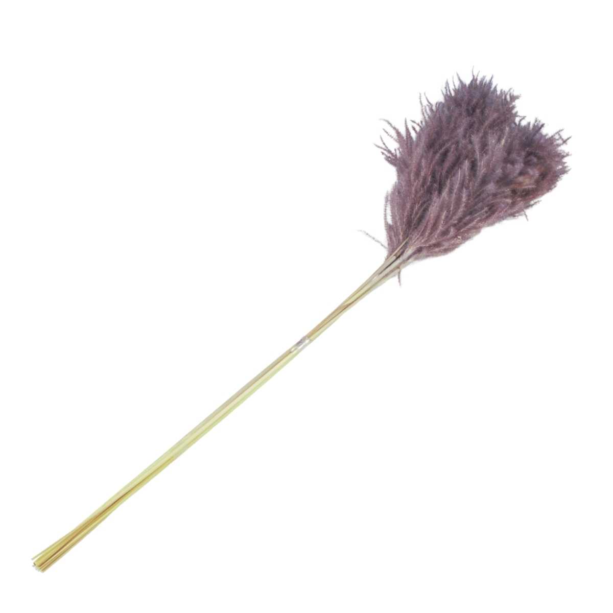 Planta Seca Pluminha do Banhado Lilás 60 cm