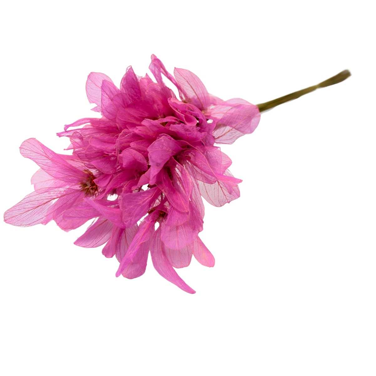 Planta Seca Folha Asa de Barata Rosa 50cm