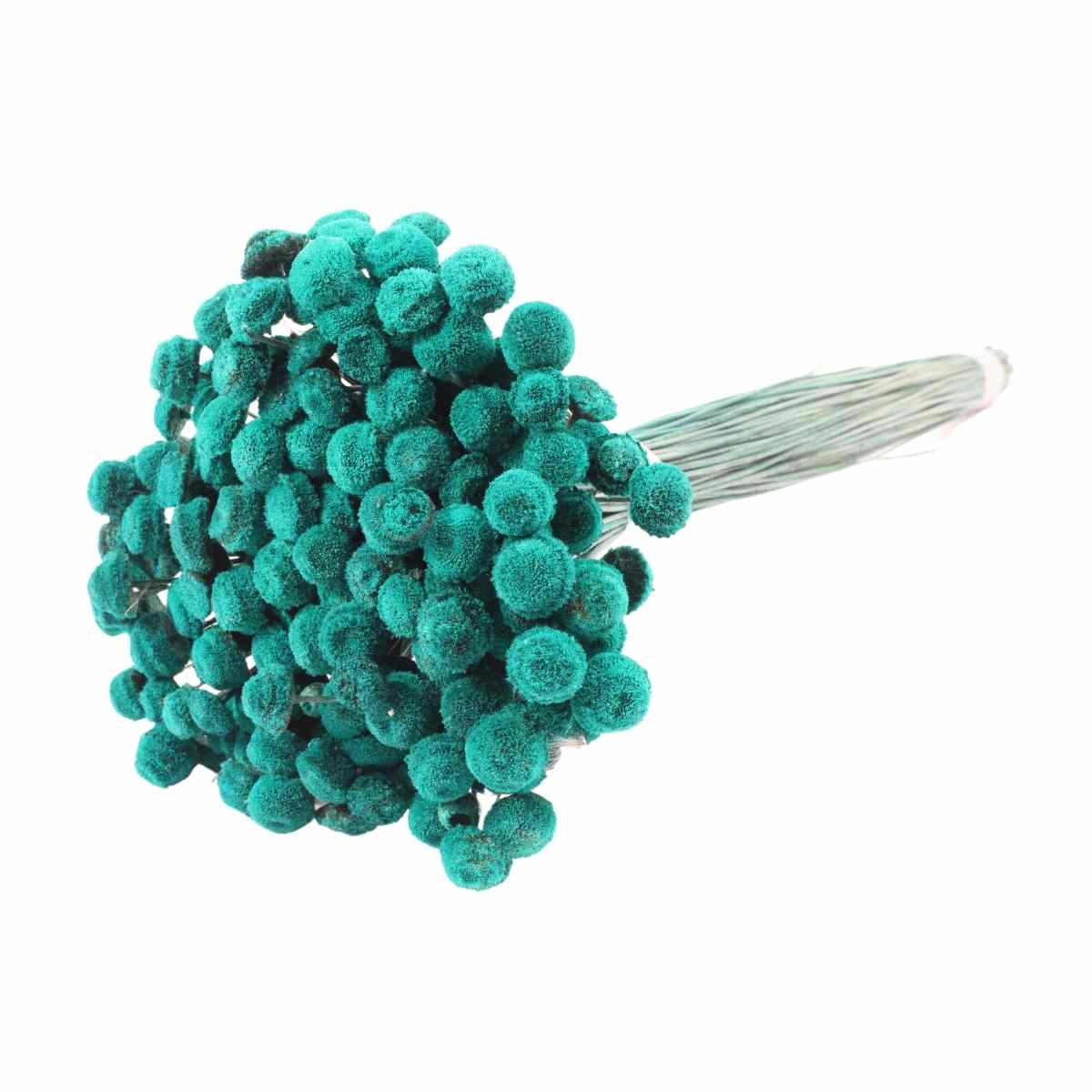 Planta Seca Botão Branco Desidratado Verde