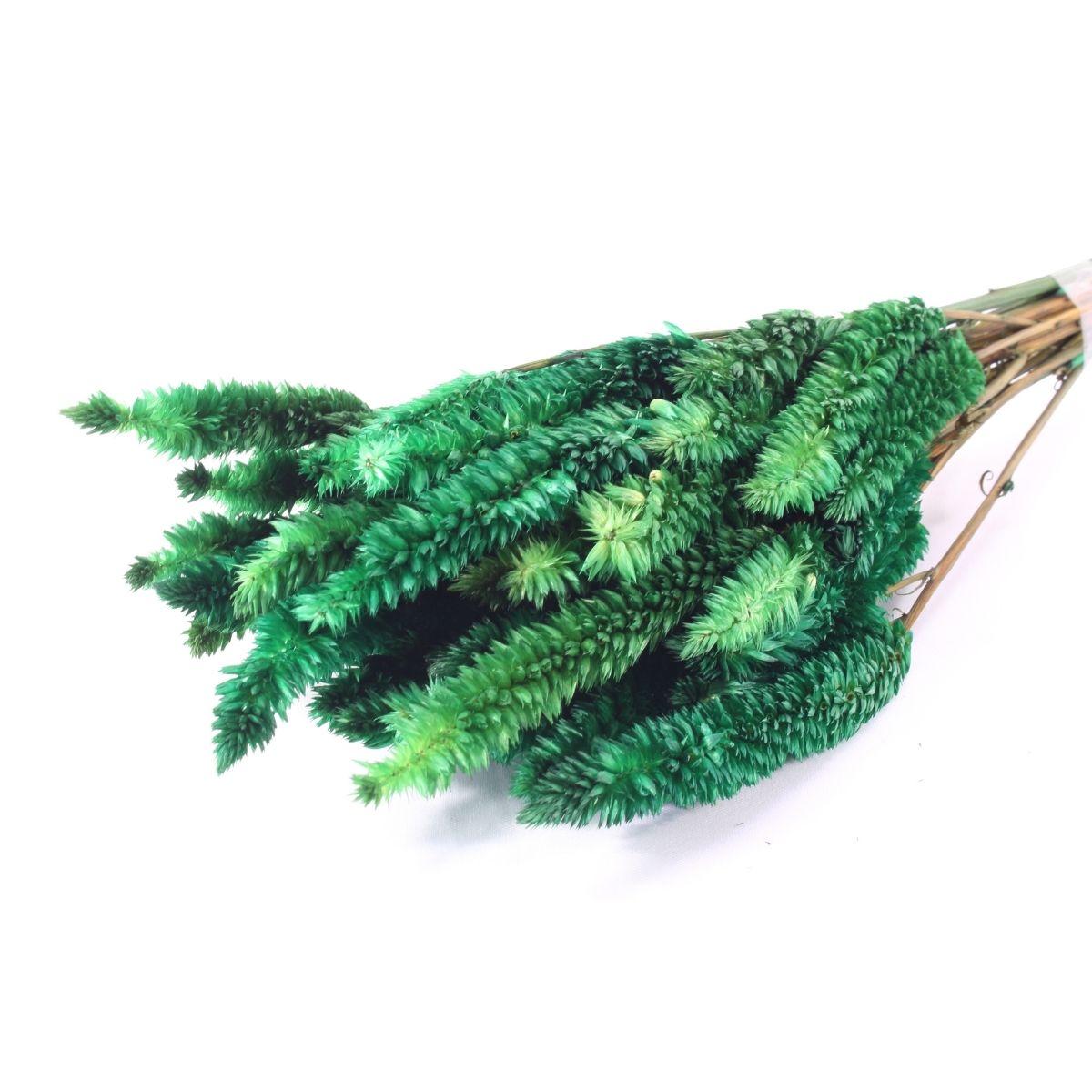 Celósia Rabo De Gato Verde Desidratado