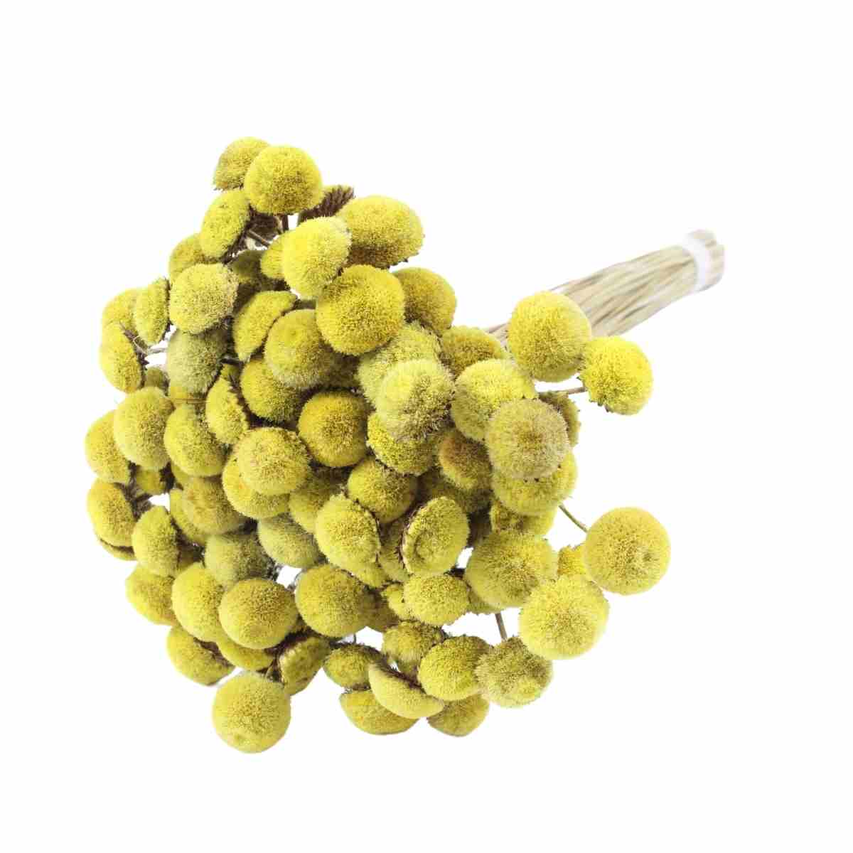 Planta Seca Botão Branco Amarelo 40cm