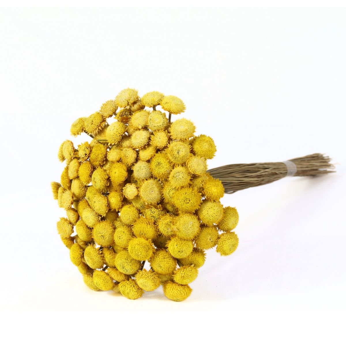 Planta Seca Botão Dourado Desidratado Amarelo