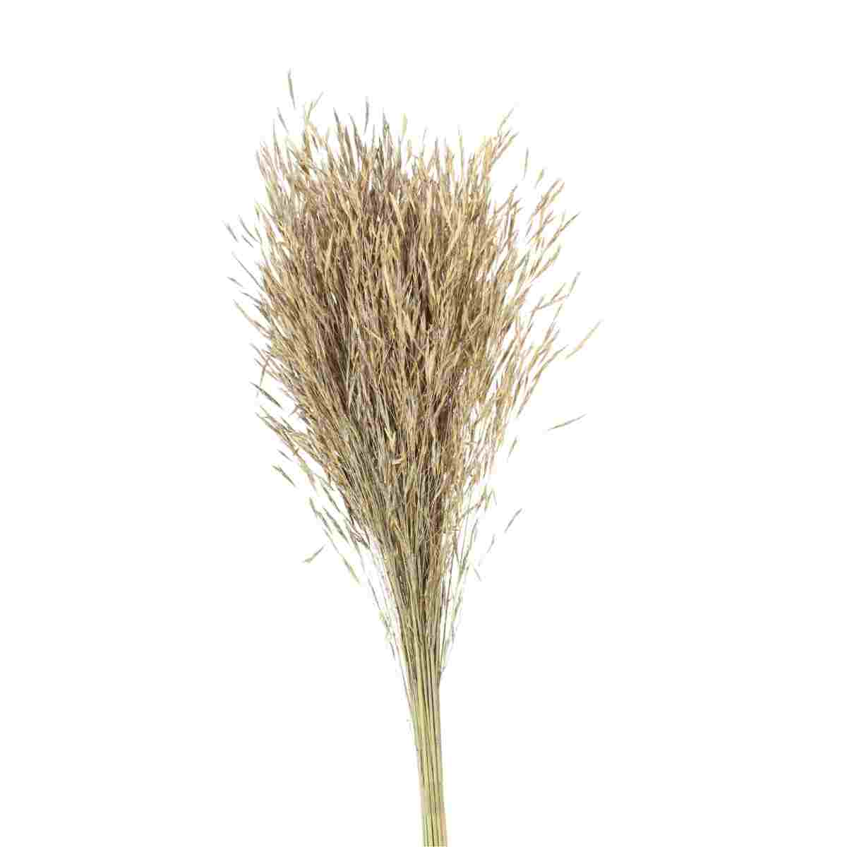 Capim Chorão Natural