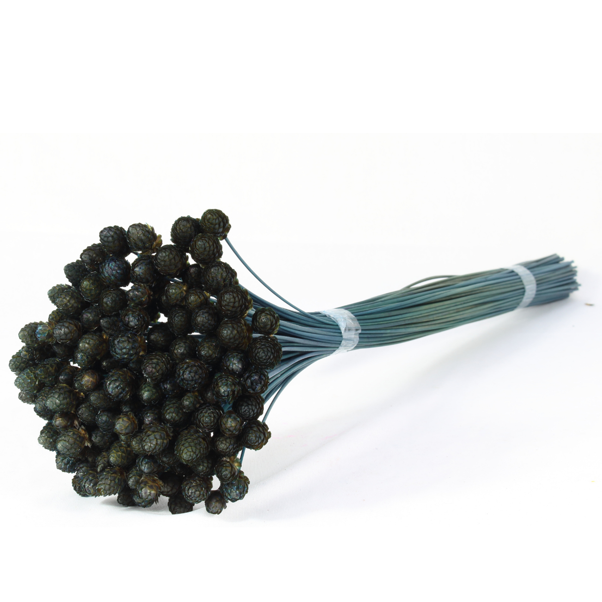 Planta Seca Botão Pimentinha  Azul