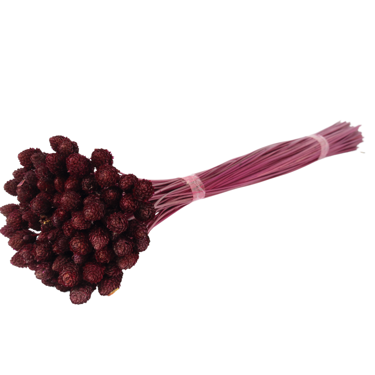 Planta Seca Botão Pimentinha  Pink