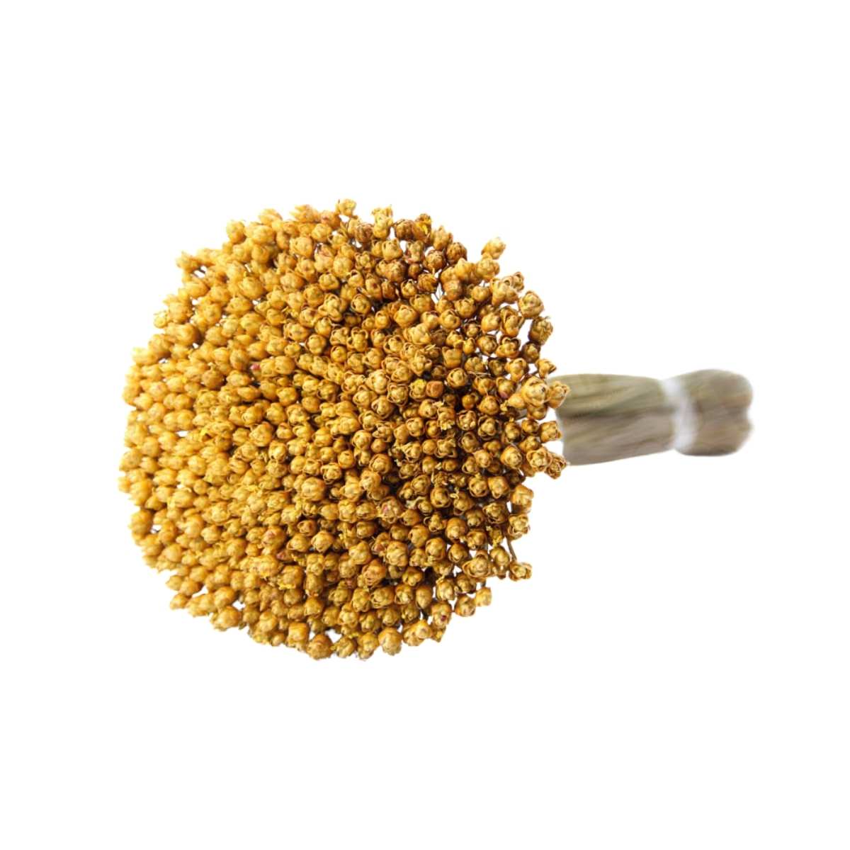 Planta Seca Botão Pimentinha Amarela