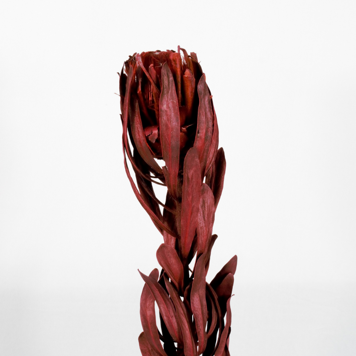 Planta Seca Protea Vermelho 50 cm