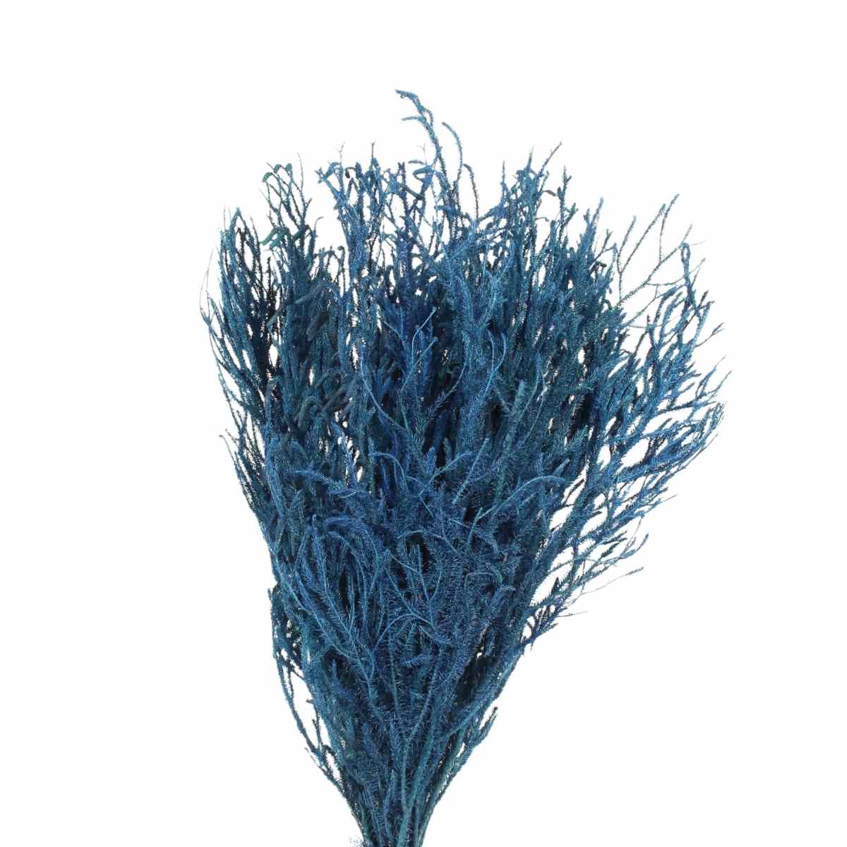 Pé de Sapo Azul Desidratado p/ Decoração