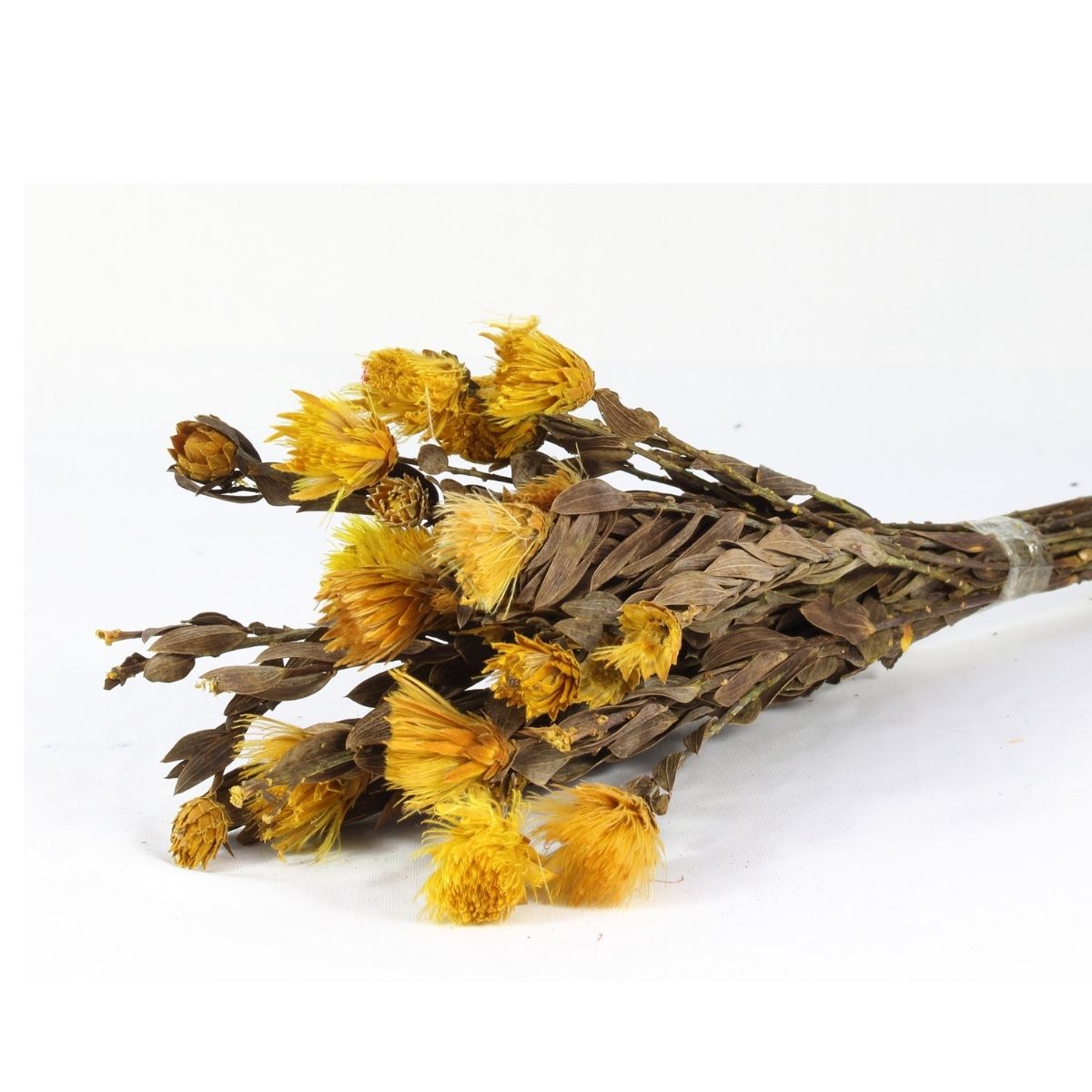 Planta Seca Arapurama Desidratada Amarela