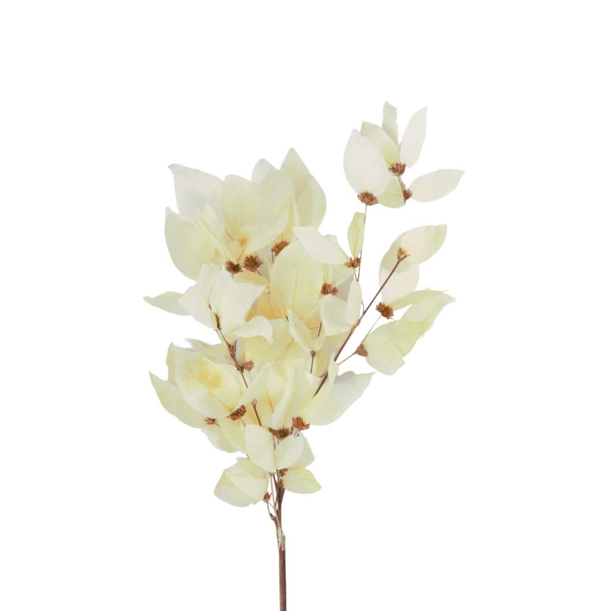 Planta Seca Folha Cabo Verde Alvejada 50cm