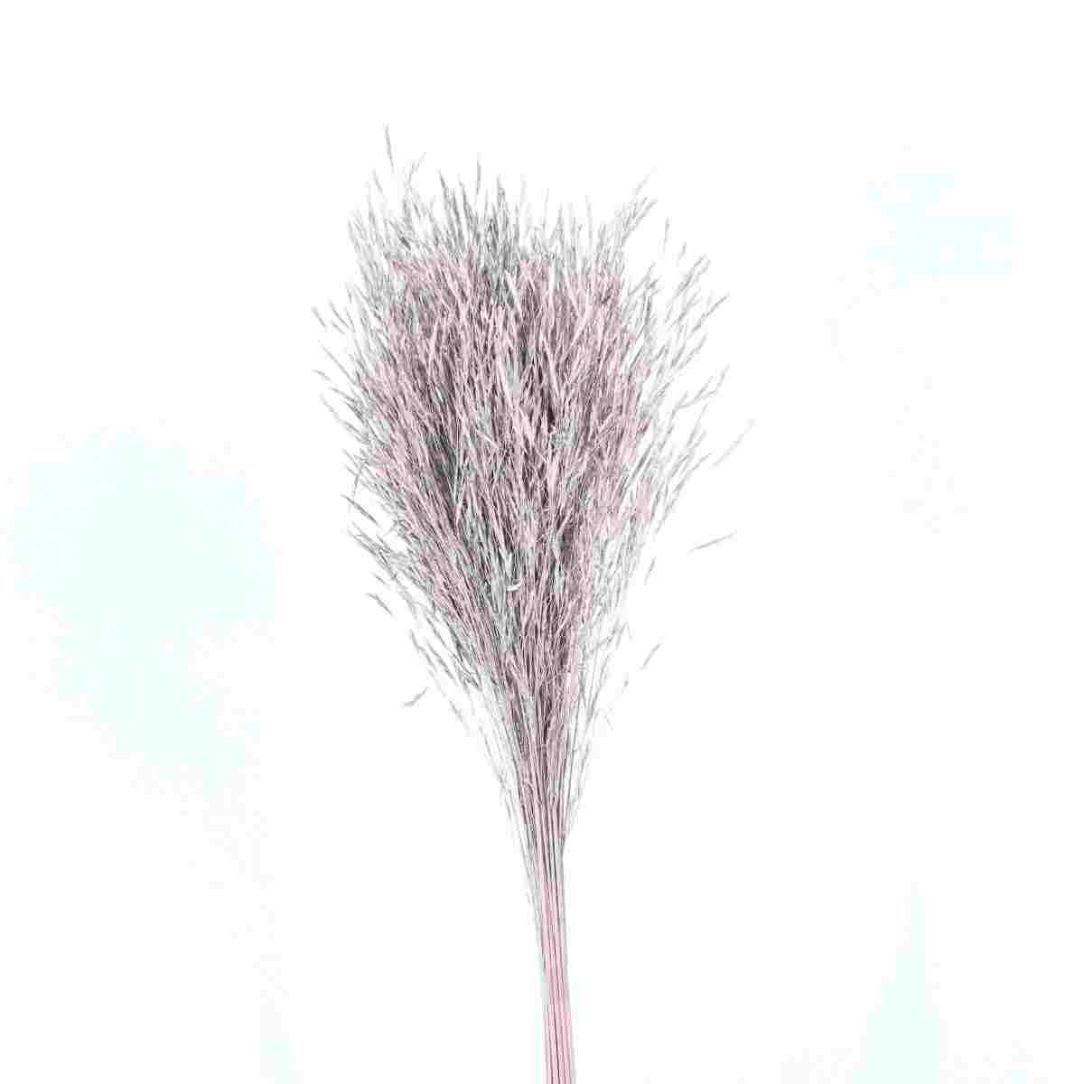 Capim Chorão André Quicé (Galho) Lilás Desidratado