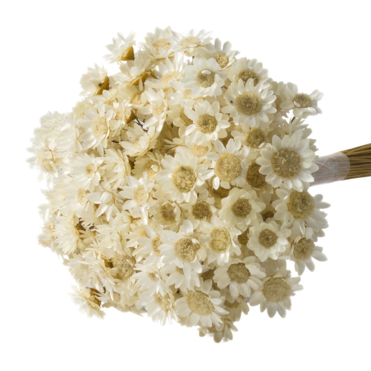 Planta Seca Sempre Viva Branco 30cm