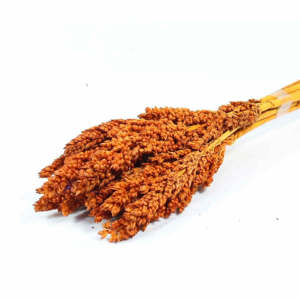 Planta Seca Sorgo Laranja 60cm