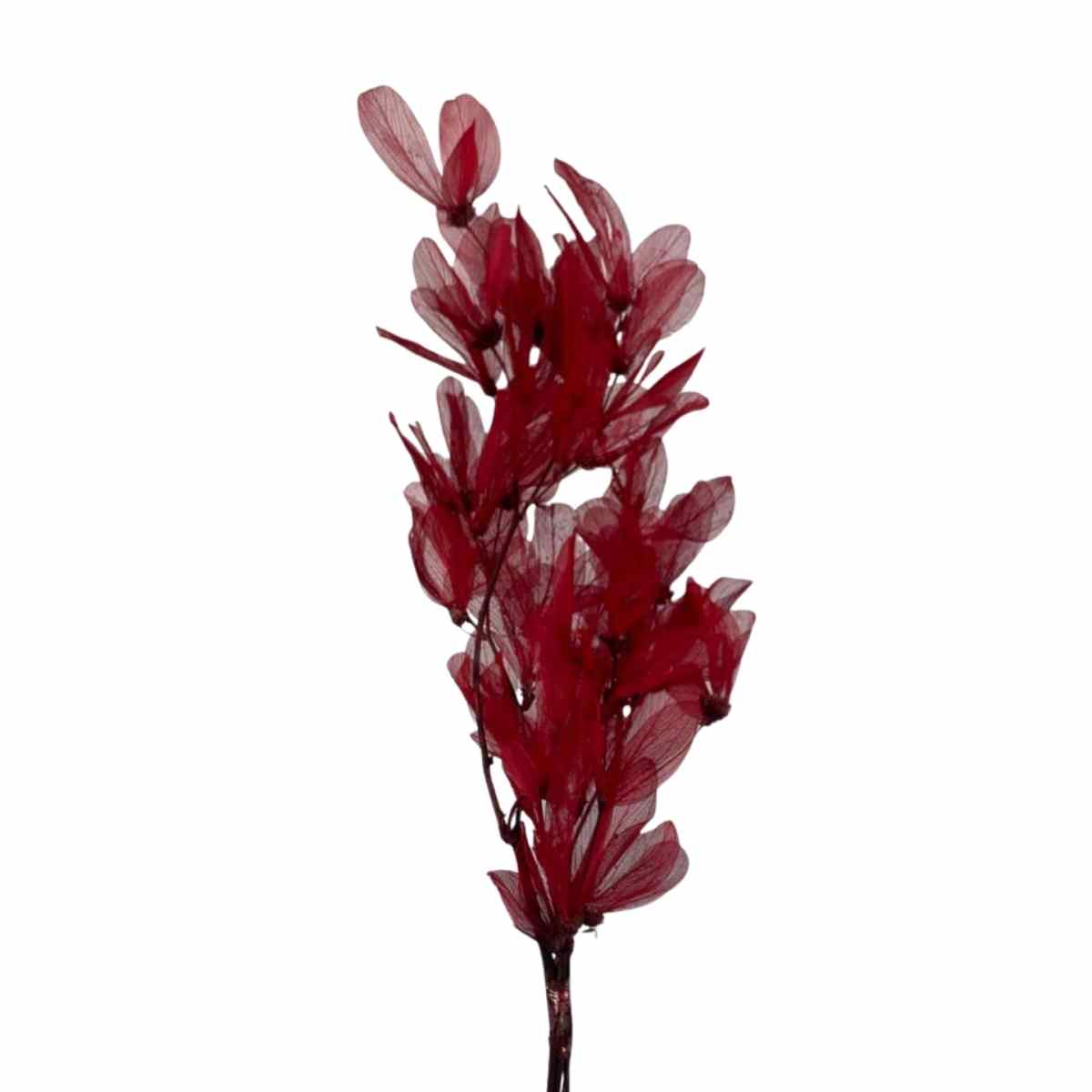 Planta Seca Folha Cabo Verde Esquelatizada Vermelho 50cm