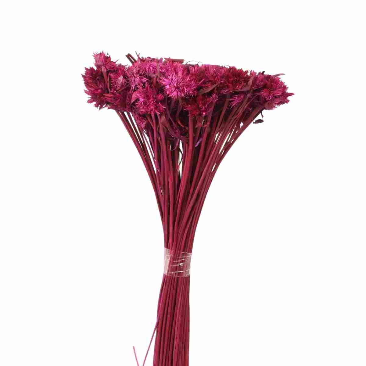 Cebolão Rosa Desidratado