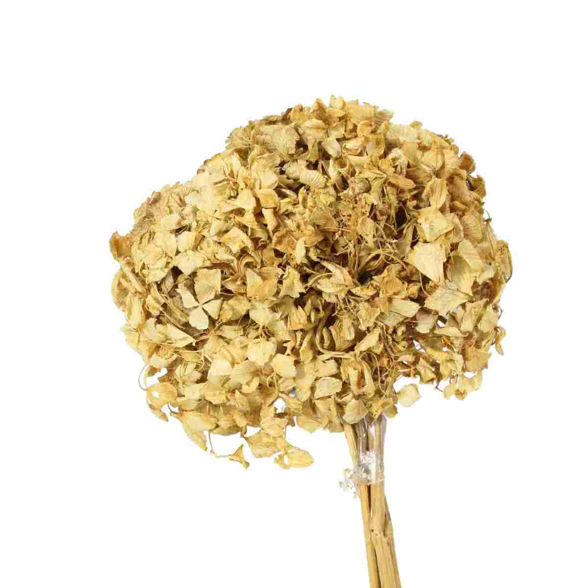 Planta Seca Hortência Branca 40cm